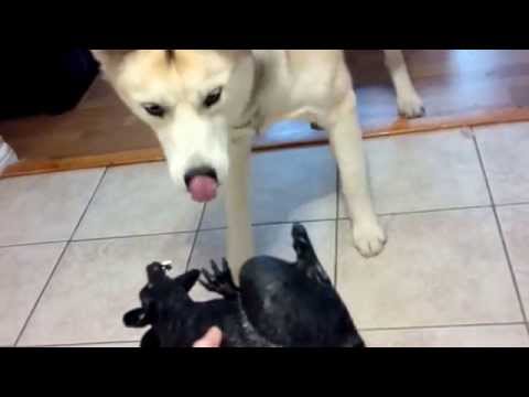 YouTube: este perro quedó aterrado con una rata de juguete