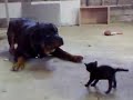 Brave Kitten Stands Up to Dog