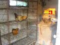 Chicken House Rules Chicken House Rules