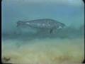Diving beneath the sea ice of mcmurdo Sound, Antarctica, par