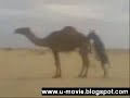 Unbalance Donkey Raping a Camel