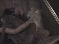 カエル・シリーズ第2弾