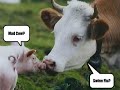 video Funniest anima...