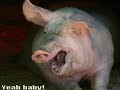 Very Funny Animals 7