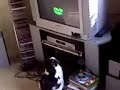 My Cat Tryin To Catch Dvd Screen Saver
