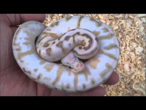 YouTube reptile video