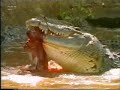 2 crocs tear gazelle in half 2 crocs tear gazelle in half