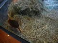 new-giraffe-at-denver-zoo.html