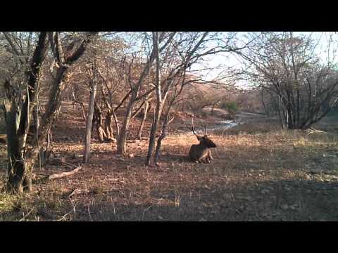 Sambar Deer in Ranthambore National Park and Tiger Reserve