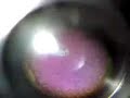 Frog egg-Late Blastula