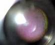 videos de Frog egg-Late Blastula
