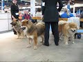 Voittaja 2006 International Dog Show in Helsinki