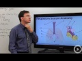 Respiratory System