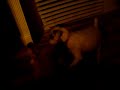Doggie Kisses