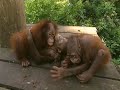 These cute baby orangutans are outside on their own for the first time and are afraid of the macaque monkies.