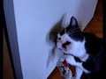 Henrey the Flossing Cat