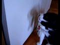 Henrey the Flossing Cat