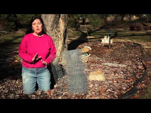 how to keep cats away from vegetable patch