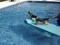buster and bailey on raft in pool