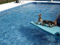 buster and bailey on raft in pool