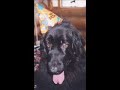 Wicca the Newf