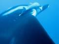 solmarv.com Solmar V liveaboard,...