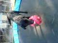 ma dog osci bbe