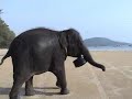 Ra Ra the elephant in krabi thailand AWESOME!!! Ra Ra the elephant in krabi thailand AWESOME!!!