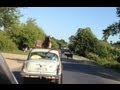 Dog Rides On Car Roof - animals, car, dog, german shepherd, pets, roof, wtf