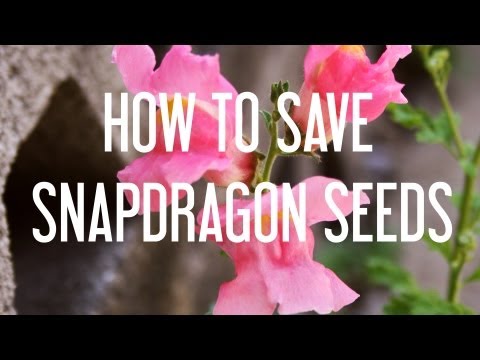 how to harvest snapdragon seeds