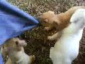 Video from My Phone