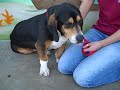 Basset,Hound,