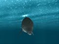 ECCO THE DOLPHIN