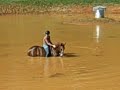 Swimming with horses at Sprieser Sporthorse