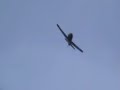 Ki-84 Hayate Hyerion ARF