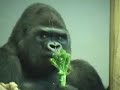 New Silverback Gorilla Brothers at Denver Zoo New Silverback Gorilla Brothers at Denver Zoo