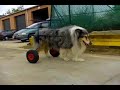 chariot pour chien colley handicapé paralysé chariot pour chien colley handicapé paralysé
