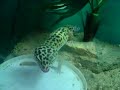 lep gecko