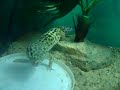 lep gecko