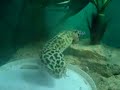 lep gecko