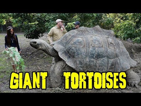YouTube reptile video