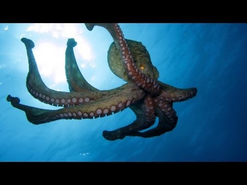 Octopus Plays With Coconut
