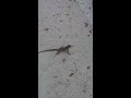 20130303_101348.mp4: http://t.co/lW5P35VUdV melalui @YouTube