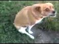 Dogs Wiping Their Bums