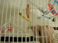 videos de Pippin.MOV
