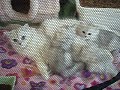 Aaralyn Burmillas Fuji kittens feeding