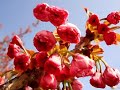 C�y hoa anh ?�o tr??c ng?