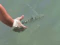 Action Belize Bonefishing 2008