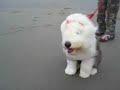 Is my undercoat showing? Is my undercoat showing?