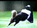 Mary Ray and Quincy, Crufts 2003